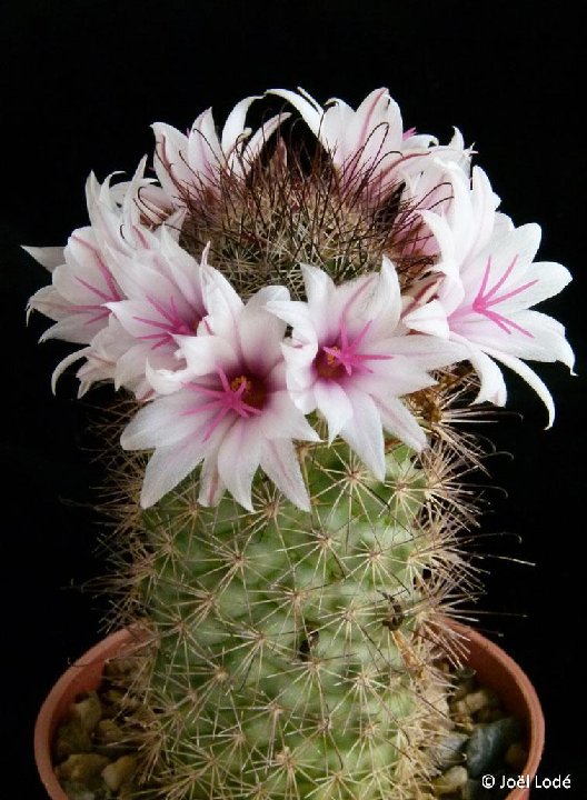 Mammillaria albicans ssp. fraileana ©JLcoll.2695